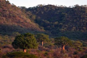 the scenery in Mkomazi NP is stunning with the huge baobab trees and the hills