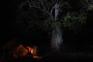 our home for the xmas break in Mkomazi NP, under a huge, flowering baobab tree