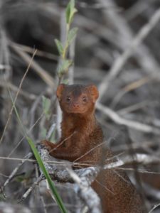this cute dwarf mongoose has the most amazing smile!