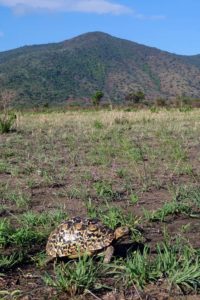 life in the slow lane, a small-ish leopard tortoise cruises past