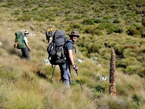 hiking through the big tussocks of grass makes for a lot of zigzagging