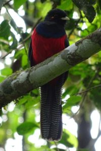 bar-tailed trogon waiting patiently until we have taken a photo