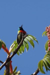 singing eastern double-collared sunbird - there are so many sunbirds in this area, we stop often to take pictures