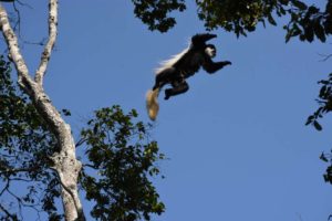 the guereza colobus monkeys are very agile and can jump large distances between trees