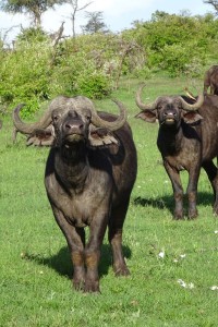 buffalo - one of the big 5