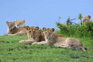 lions - one of the big 5