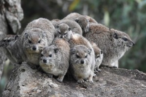 rock hyrax - the closest living relative to the elephant!