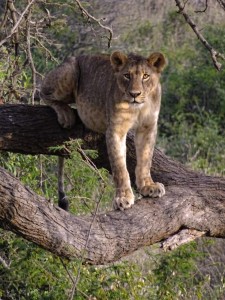 this lioness enjoys climbing trees after a feed to relax, check out how full her tummy is