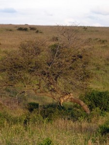 Kapazi (the tree-climbing lioness) in her favourite tree in the Nairobi National Park