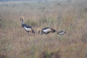 the beautiful national bird of Uganda - the grey crowned crane. This time with a chick in tow