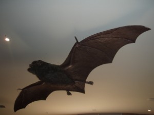 model of the bats