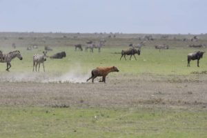a lone hyena in search of an easy meal