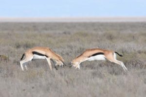 two thompson gazelles having a fight over mating rights
