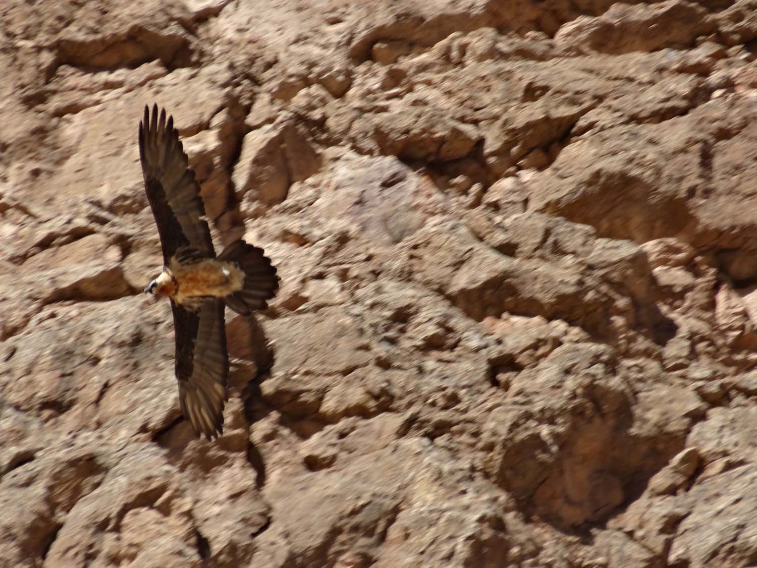 huge bird of prey circling the rocks