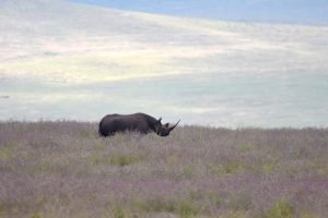 we are lucky and spot one of the rhinos in the Ngorongoro Crater