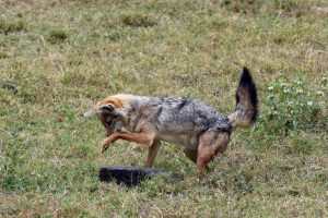 a golden jackal tries to find his next meal (successfully) by overturning every rock he could find