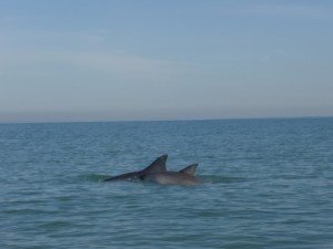 we spot the dorsal fins, luckily they are from dolphins!