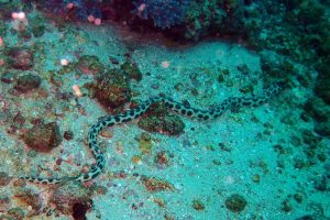 no, this is not a sea snake, it is a spotted snake eel. These are spotted semi-regularly, often hunting in the open, we even nearly sat on one during one of our exercises of our rescue diver course