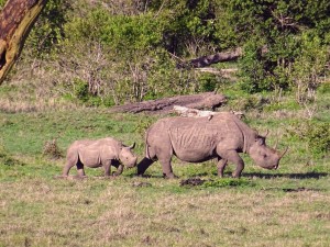 another white rhino with baby