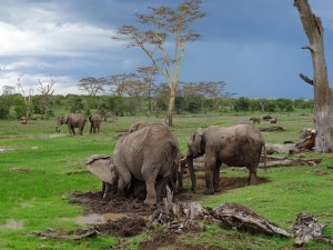 a parade of elephants enjoying the lush greens in the wetlands and a natural salt-lick