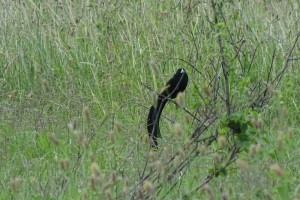 male Jackson's widowbird in breeding plumage