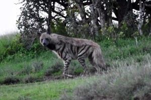 a striped hyena, solitary unlike it's cousin the spotted hyena