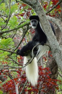 black and white Colobus monkey, if you are lucky we can even see them on our weekly run in Karura Forest 