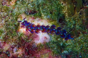 Jude spotted this beautiful blue dragon, one of an amazing variety of nudibranchs that can be found at the Dar dive sites