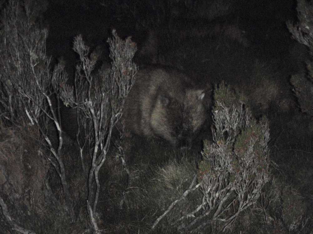 we spot a wombat!