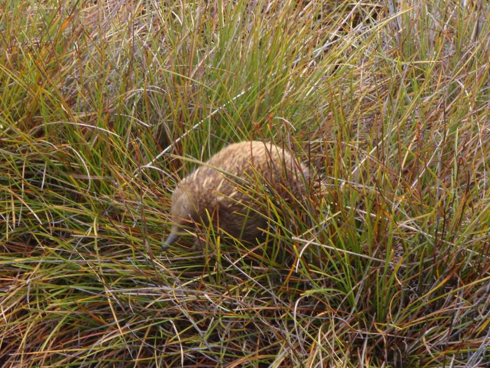 an echidna, they are much more furrier here than on the mainland as it is much colder here