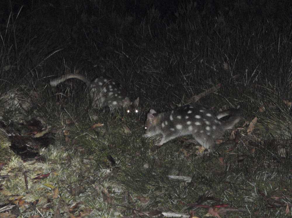 Camping near Pelion Hut was the best choice, we had a few eastern quolls playing right next to our tent