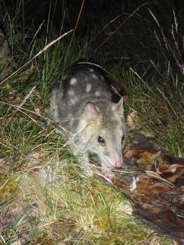 eastern quoll, aren't they cute?