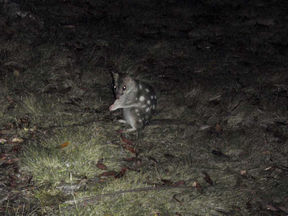 eastern quoll on the Overland track