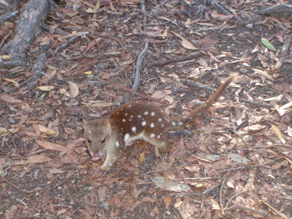 we see a spotted-tailed quoll early evening, how lucky