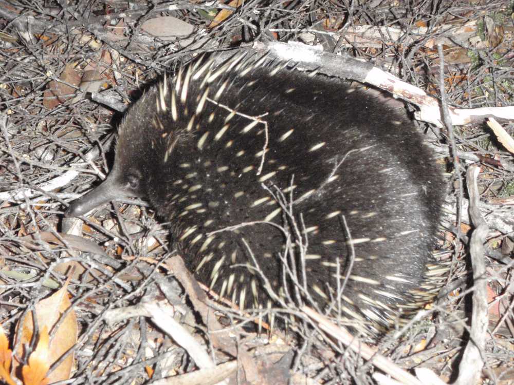 We spot another echidna, you can see how furry it is, the spikes are almost invisible in some areas