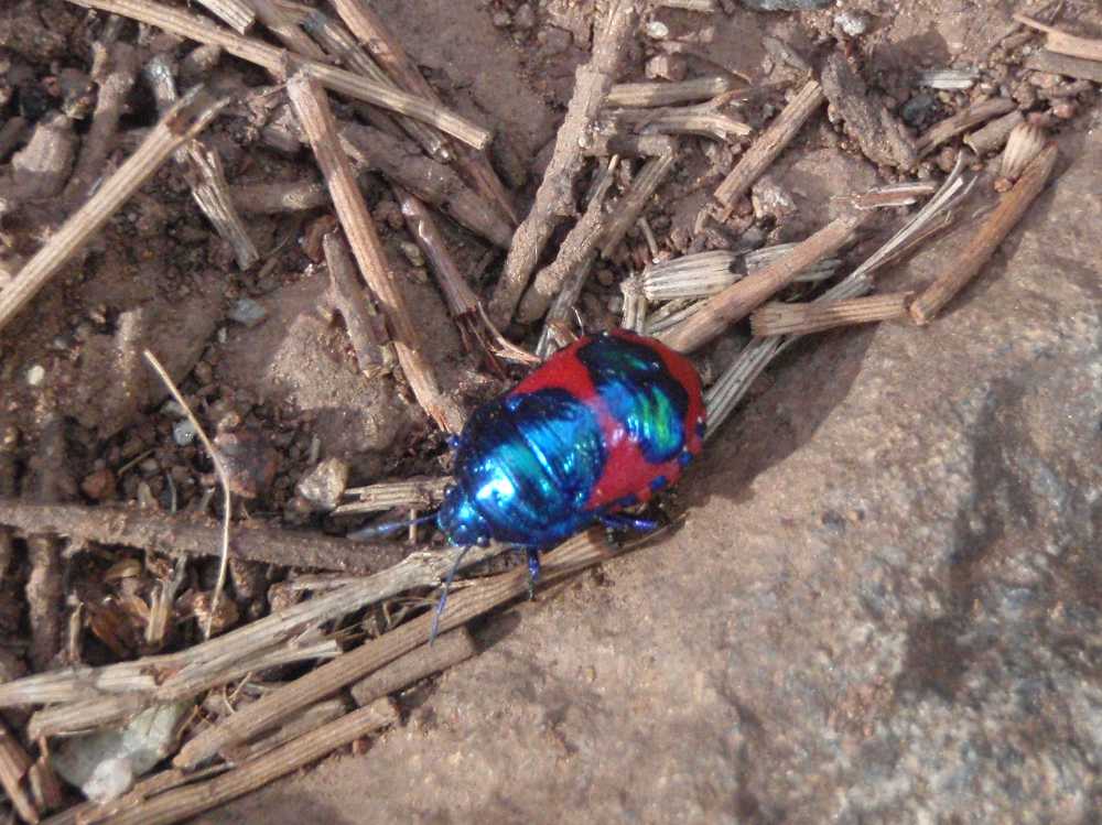 We spot a colourful red jewel bug (choerocoris paganus), amazing colours