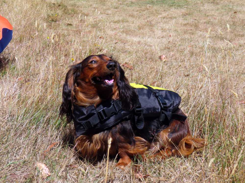 Audrey (aka sausage) with her life jacket, ready to go