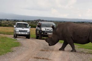 a rhino crossing in between our cars makes you realise how big they are!