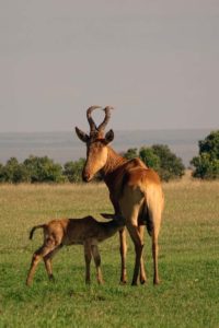 Coke's hartebeest and suckling young