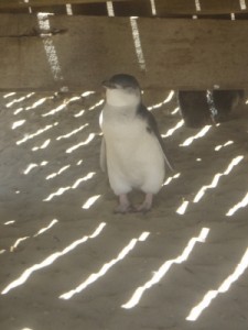 little penguin on Penguin Island
