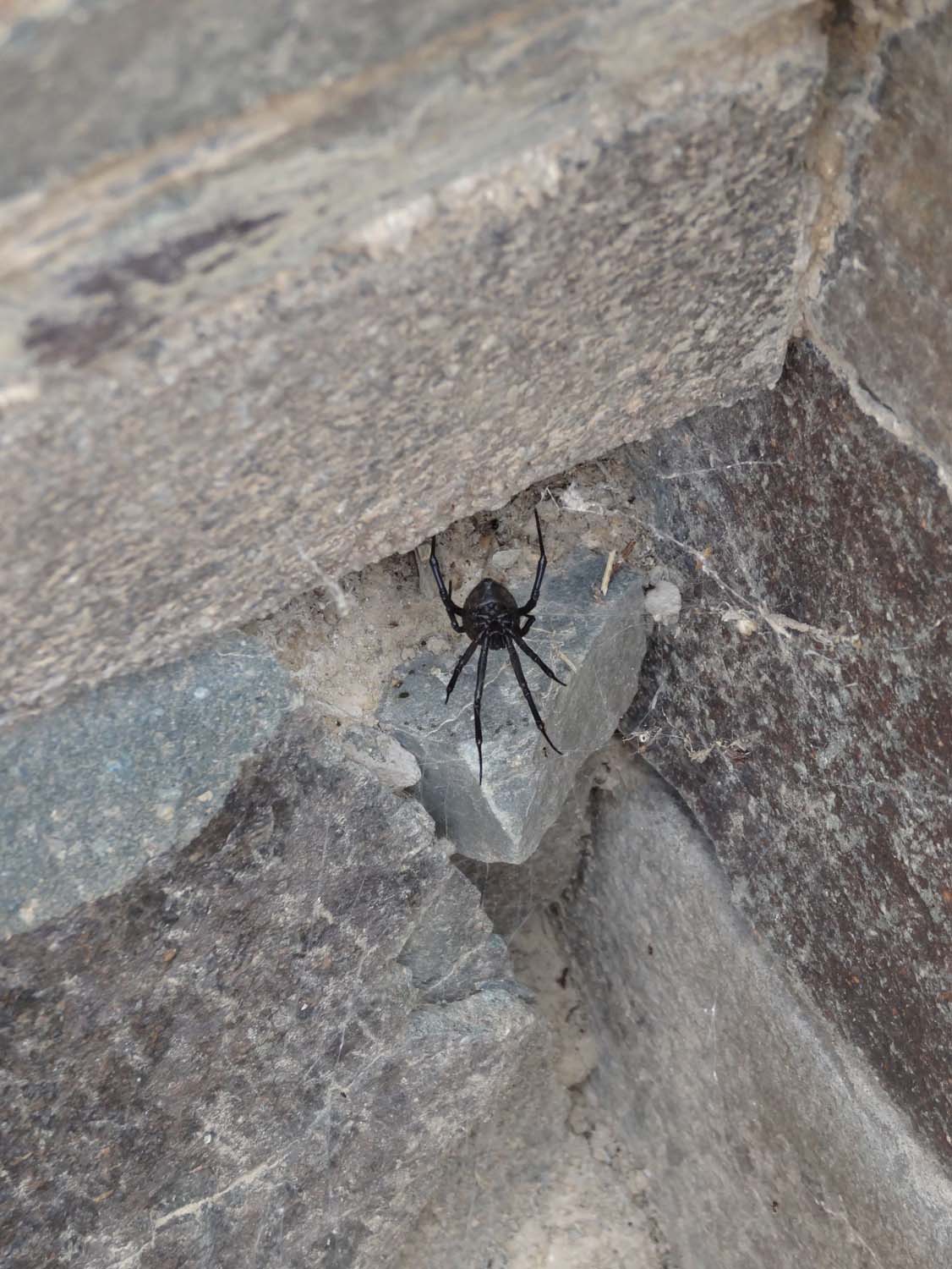 local version of the black widow spider