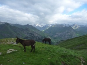 2 donkeys and an amazing view