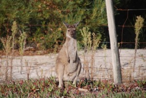 Vicky the tame kangaroo