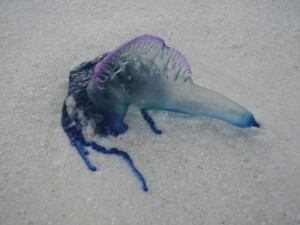 blue bottle (very painful jellyfish)