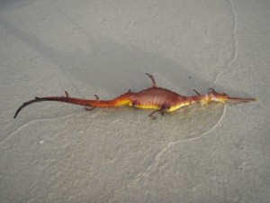 washed up sea dragon