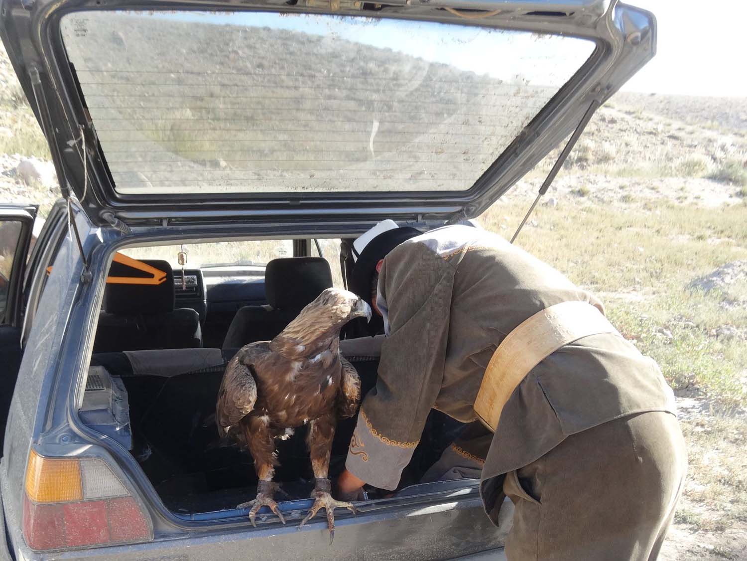stately golden eagle travels in the back of a little car...