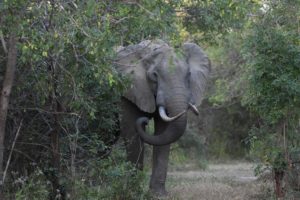 we literally stumble across this elephant, it is hard to see far with this much bush around