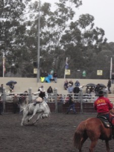 rodeo on a horse