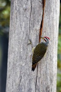 this speckle-throated woodpecker was hammering away for a long time, we didn't see it catch anything, but something good must have been hiding in that crack