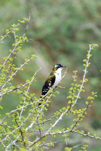 beautifully coloured diederik cuckoo